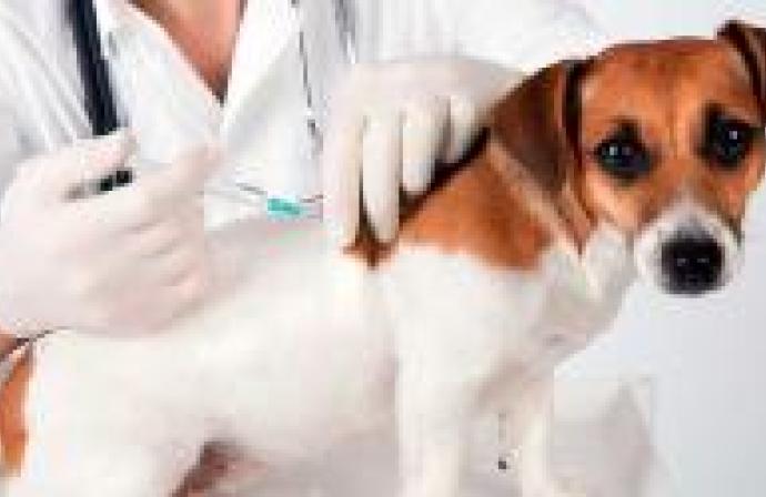  Low Cost Rabies Clinic and Free Dog Licensing