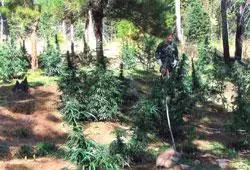Marijuana Grow BENT